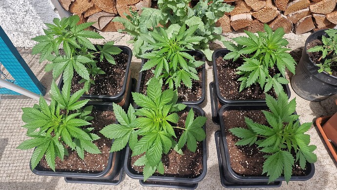 Growreport Bild 15
