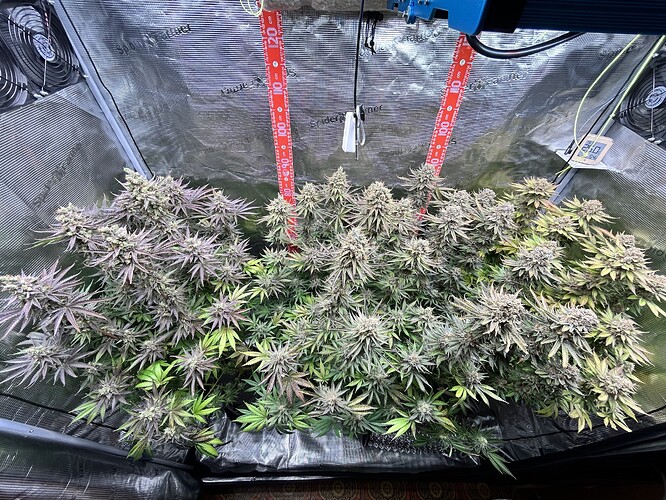 Drei blühende Cannabispflanzen in einem Growzelt kurz vor der Ernte.