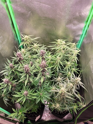 Growreport Bild 12