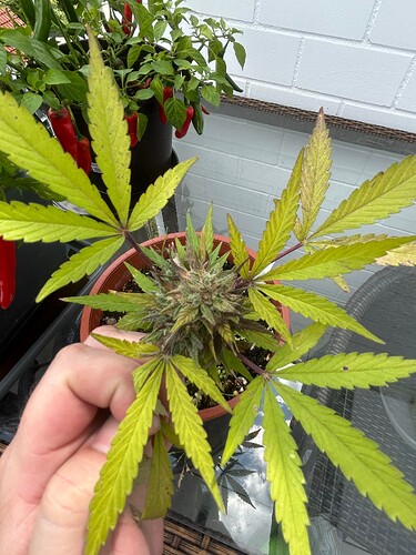 Growreport Bild 11