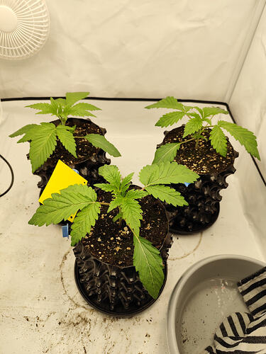 Growreport Bild 8