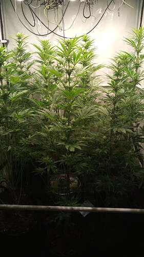 Growreport Bild 28