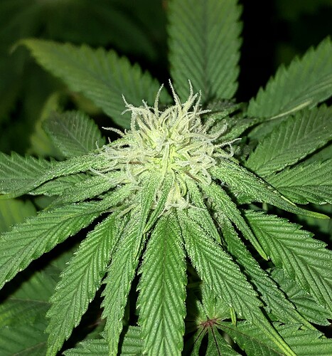 Growreport Bild 2