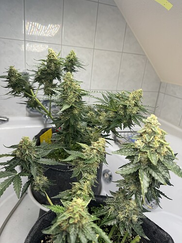 Growreport Bild 4