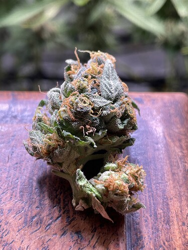 Growreport Bild 24