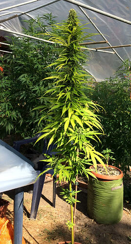 Grow26_0827_ErnteBaggy_3