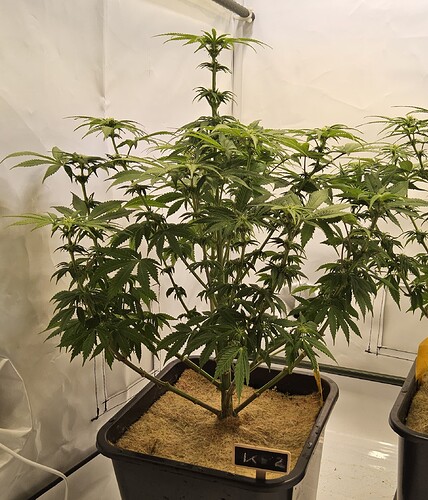 Kl.2.BT16.nach.Bespruehen.wegen.Septoria