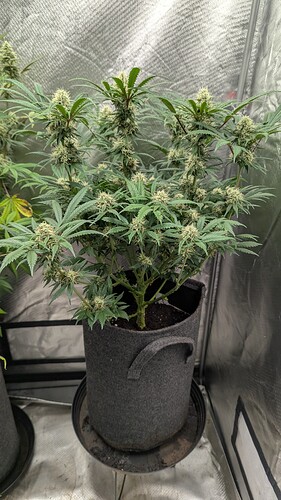 Growreport Bild 6