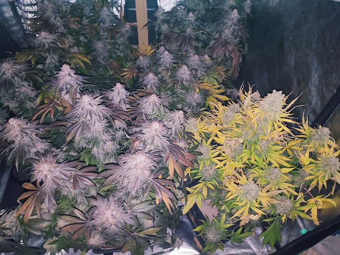 Growreport Bild 65