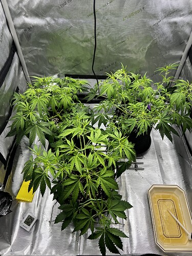 Growreport Bild 5