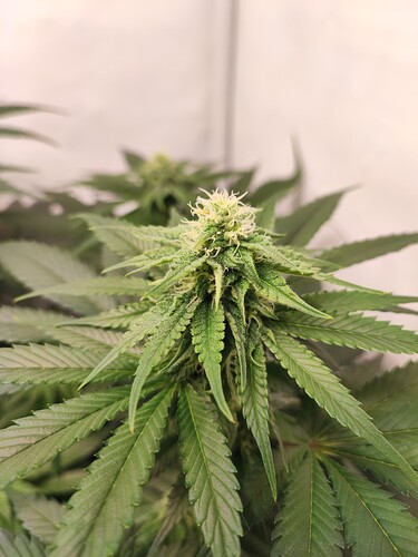 Growreport Bild 4