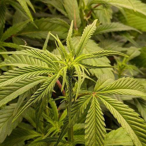 Growreport Bild 15