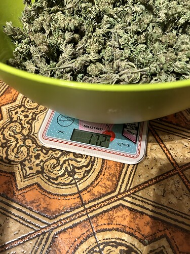 Eine Schüssel mit getrockneten Cannabis-Buds steht auf einer Waage, die 172 Gramm anzeigt.