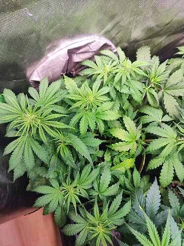 Growreport Bild 11