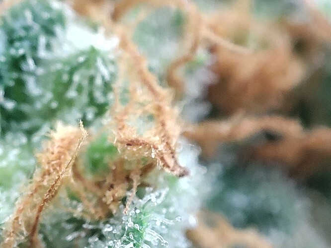 Growreport Bild 7