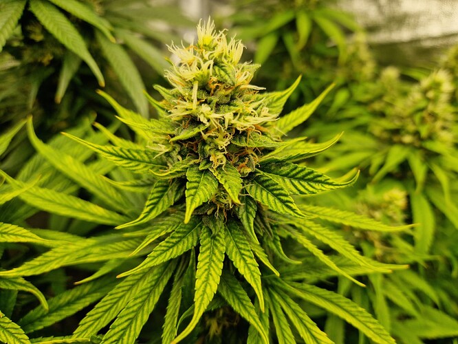Growreport Bild 13