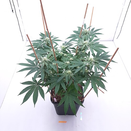 Growreport Bild 11