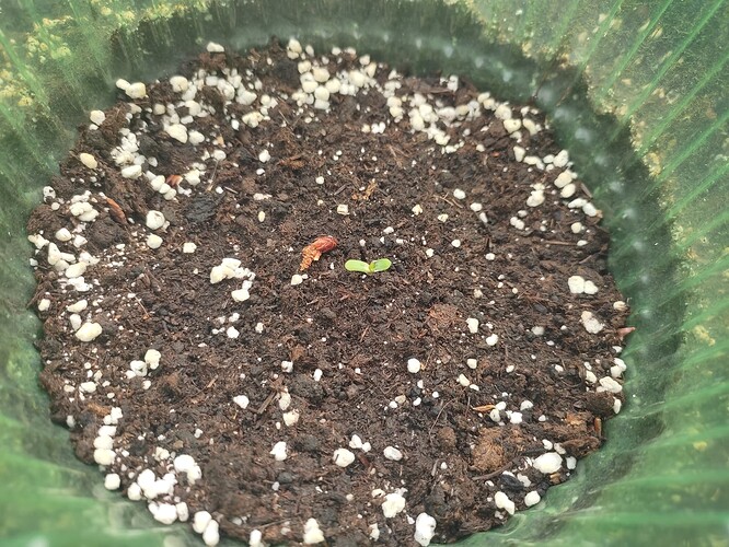 Growreport Bild 69