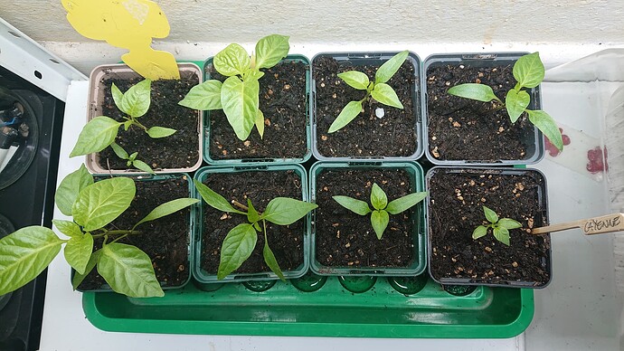 Growreport Bild 3