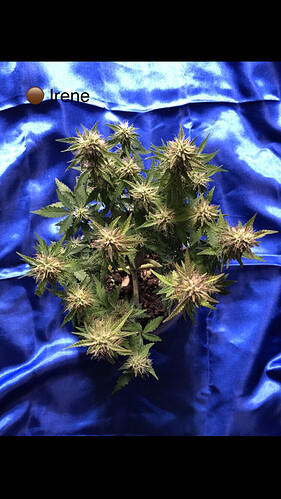 Growreport Bild 17