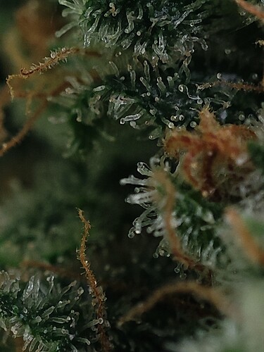 Growreport Bild 78