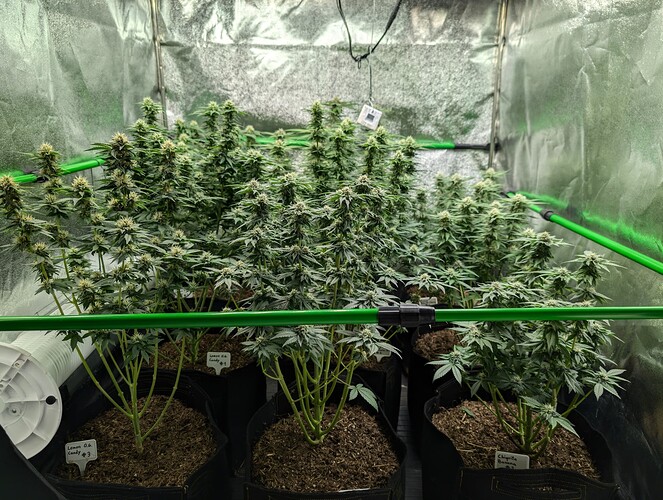 Growreport Bild 2