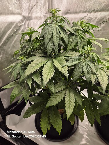 Growreport Bild 28