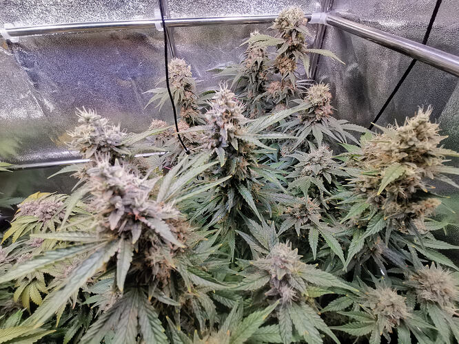 Growreport Bild 17