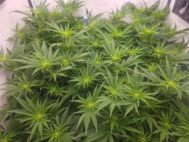 Growreport Bild 30