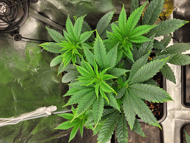 Growreport Bild 13