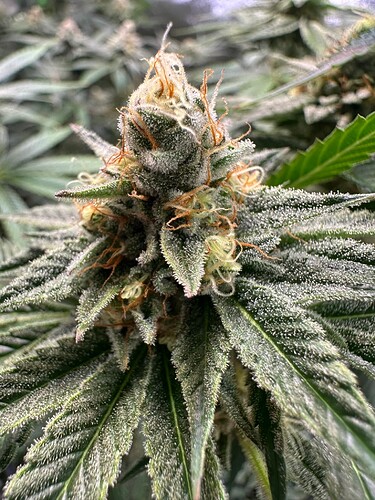 Growreport Bild 10