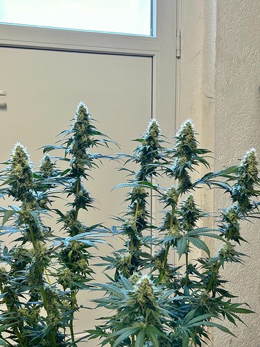 Growreport Bild 9