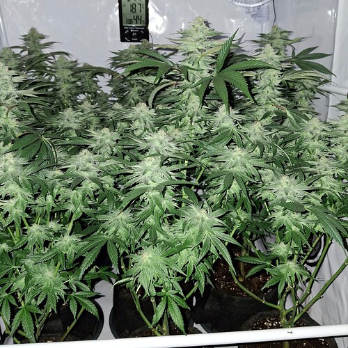 476250468_122166708368293599_2348802931159388708_n