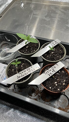 Growreport Bild 1