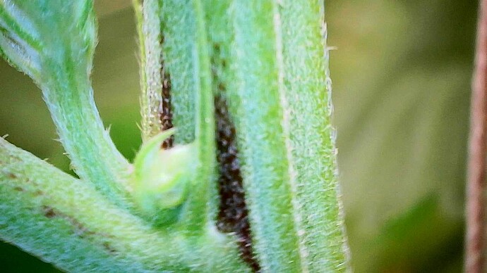 Growreport Bild 6