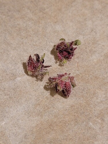 Growreport Bild 8