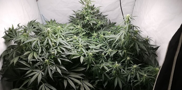 IMG_20240617_215604 (1)