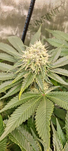 Growreport Bild 26