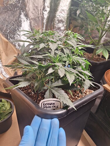 Growreport Bild 12