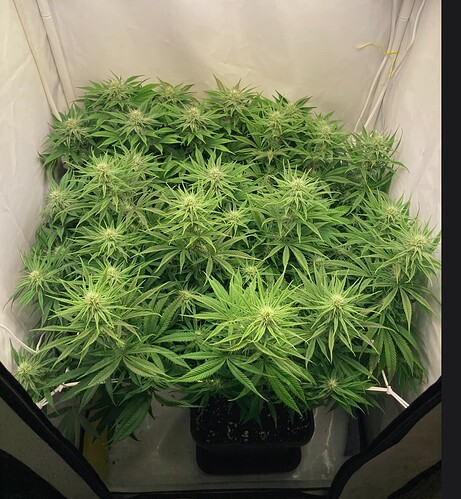 Growreport Bild 4