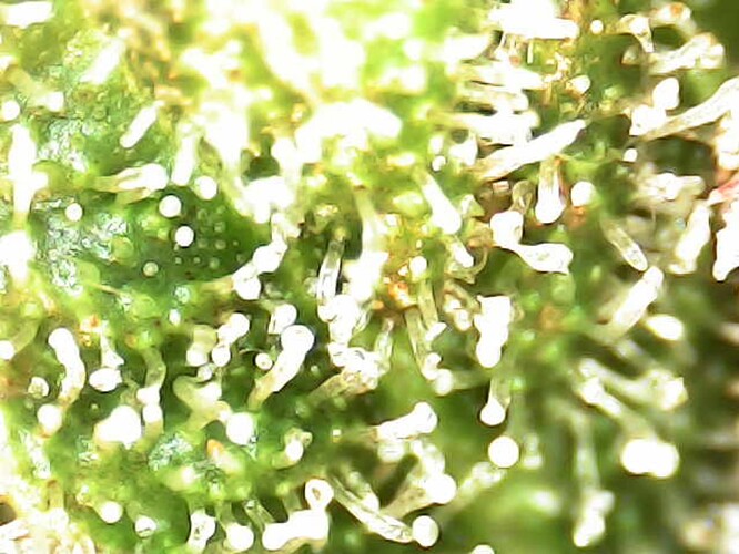 Growreport Bild 29