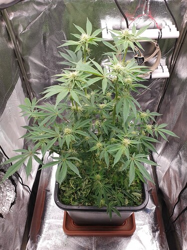 Growreport Bild 4