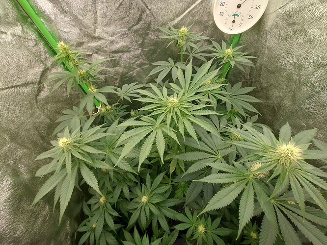 Growreport Bild 1