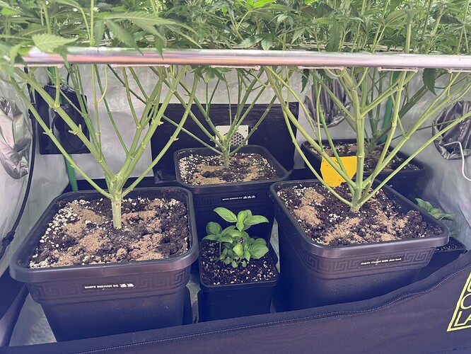 Growreport Bild 28