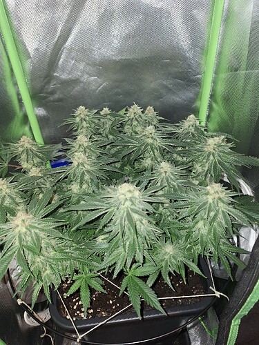 Growreport Bild 2
