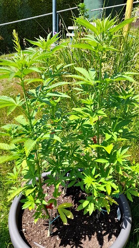 Growreport Bild 30