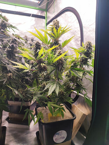 Growreport Bild 3