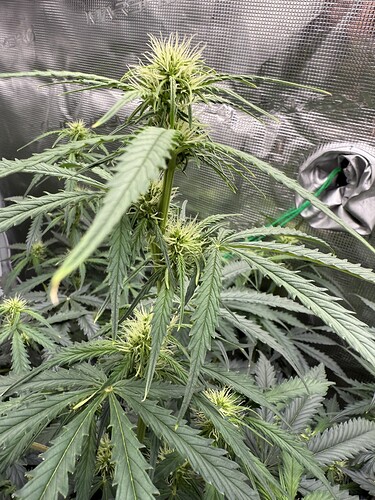 Growreport Bild 7