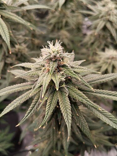 Growreport Bild 16