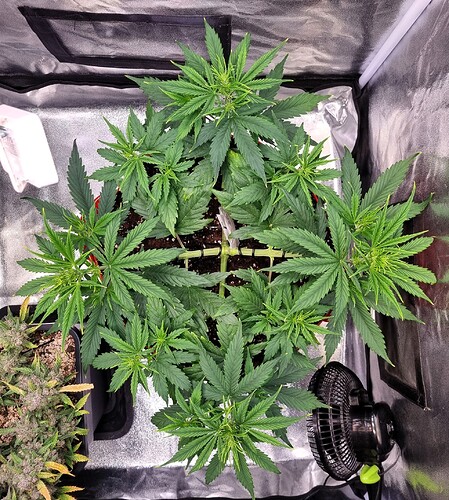 Growreport Bild 15